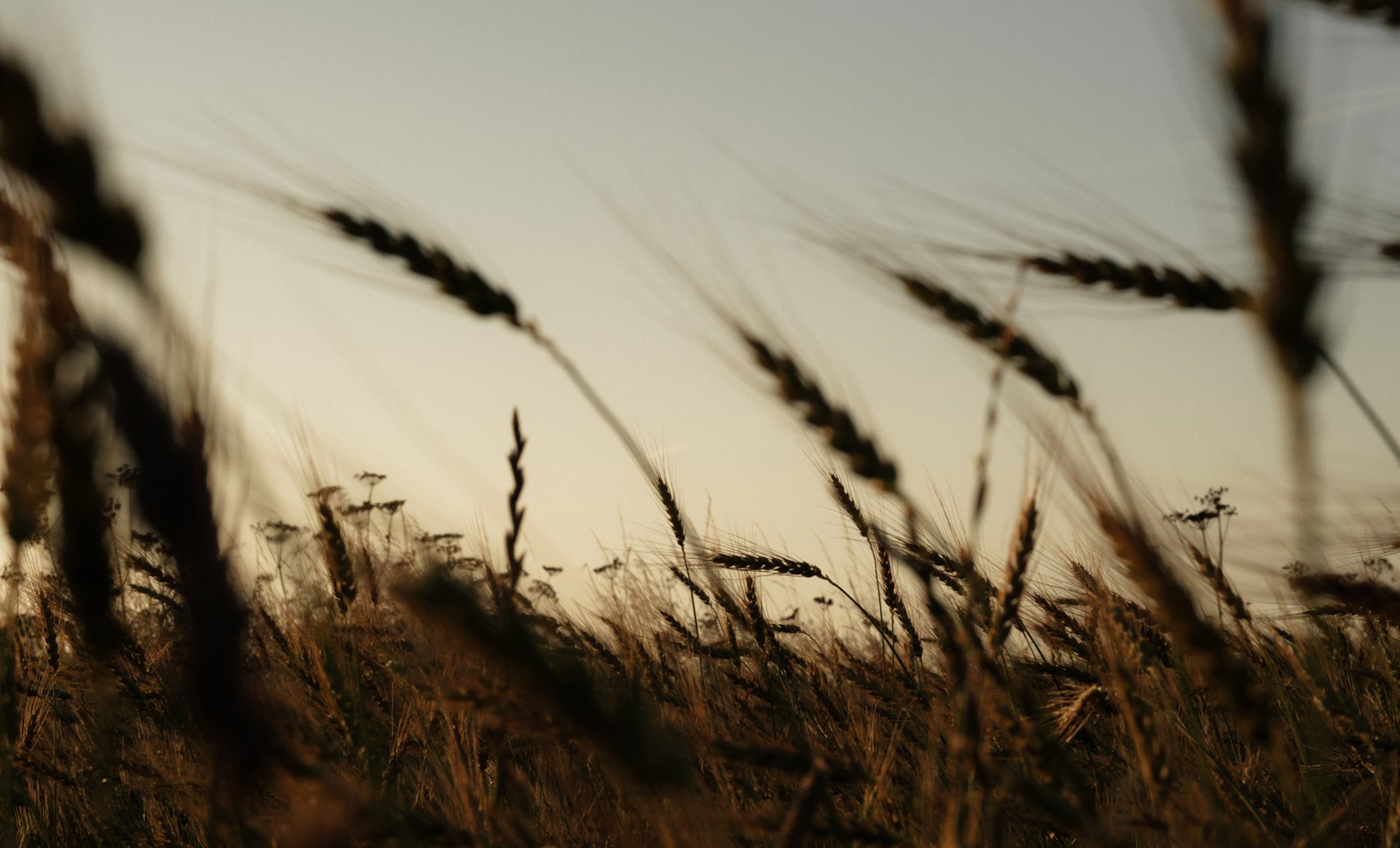 Better wheat, better bread